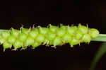 Limestone meadow sedge